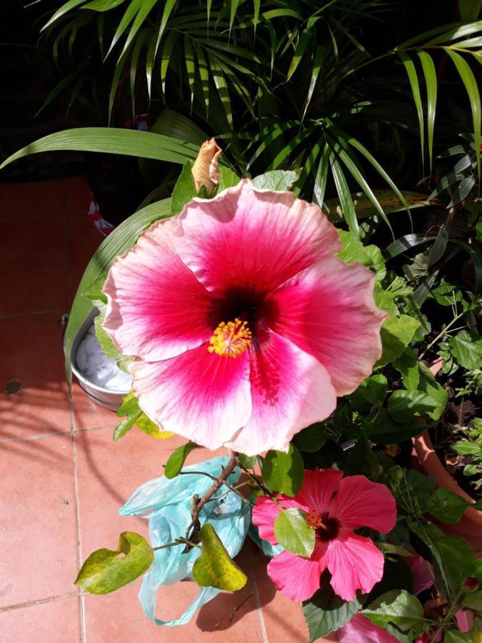 Hostal Javier'S House Sjs San Juan del Sur Dış mekan fotoğraf
